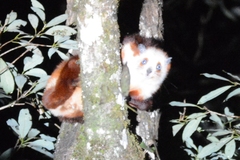 Red and White Giant Flying Squirrel photo 2