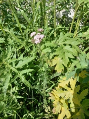 Achillea asiatica