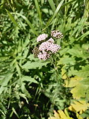 Achillea asiatica