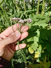 Achillea asiatica