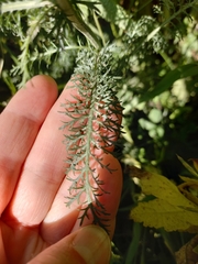 Achillea asiatica