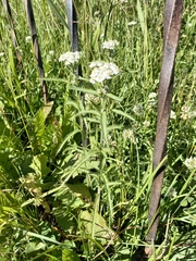 Achillea millefolium