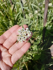 Achillea millefolium