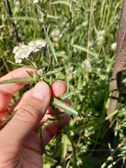 Achillea millefolium