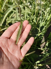 Achillea millefolium
