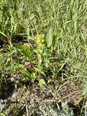 Rhinanthus serotinus