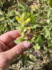 Rhinanthus serotinus