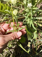 Rhinanthus serotinus