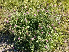 Trifolium pratense