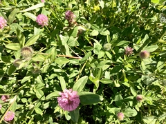 Trifolium pratense