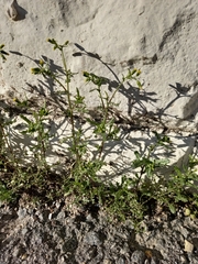 Senecio vulgaris