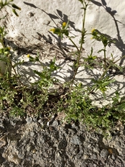 Senecio vulgaris