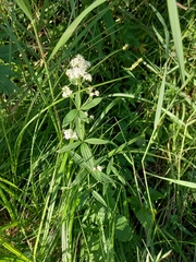 Galium boreale