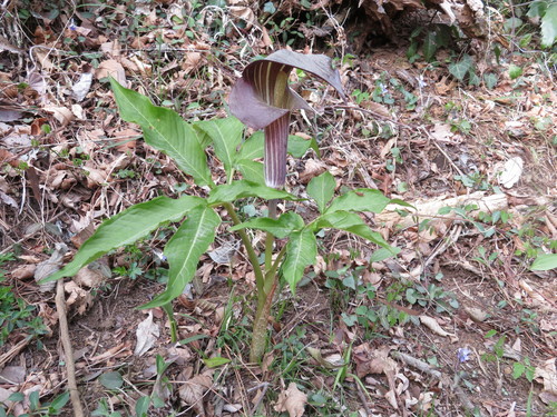 Image of Arisaema Limbatum (Arisaema limbatum) by (c) Marco Mussita, some rights reserved (CC BY)