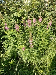 Chamaenerion angustifolium