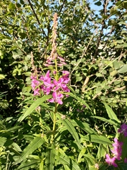 Chamaenerion angustifolium