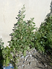 Chenopodium album