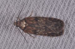 Depressaria chaerophylli