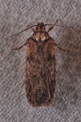 Depressaria chaerophylli