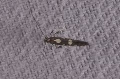 Calybites phasianipennella