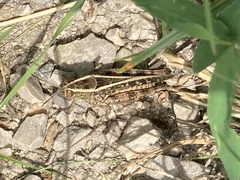 Calliptamus italicus