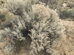 Tetradymia stenolepis