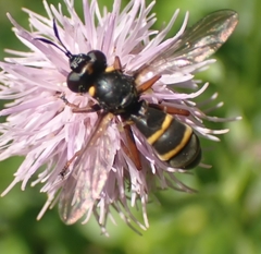 Conops quadrifasciatus