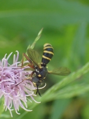 Conops quadrifasciatus