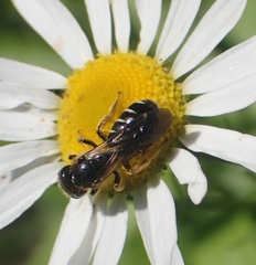 Conops quadrifasciatus
