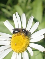 Conops quadrifasciatus