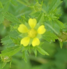 Potentilla supina