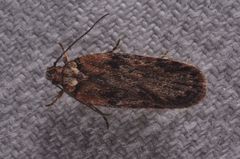 Depressaria chaerophylli