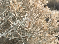 Tetradymia stenolepis