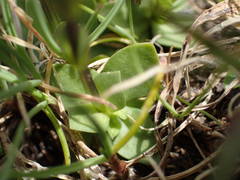 Gentiana brachyphylla brachyphylla