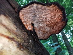 Gloeophyllum trabeum