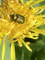 Cryptocephalus sericeus