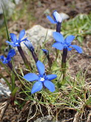 Gentiana brachyphylla brachyphylla