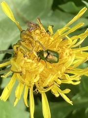 Cryptocephalus sericeus