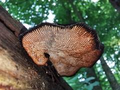 Gloeophyllum trabeum