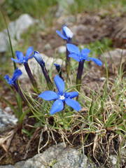 Gentiana brachyphylla brachyphylla