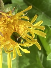 Cryptocephalus sericeus