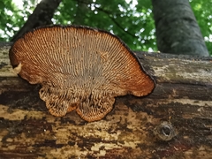 Gloeophyllum trabeum