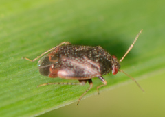 Phylinae