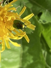 Cryptocephalus sericeus