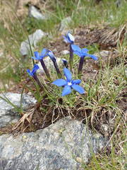 Gentiana brachyphylla brachyphylla
