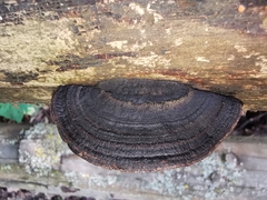 Gloeophyllum trabeum