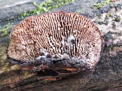 Gloeophyllum trabeum