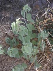 Abutilon incanum