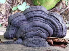 Gloeophyllum trabeum