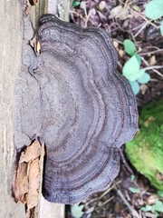 Gloeophyllum trabeum